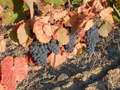 Red Douro Grapes with early turning leaves.
